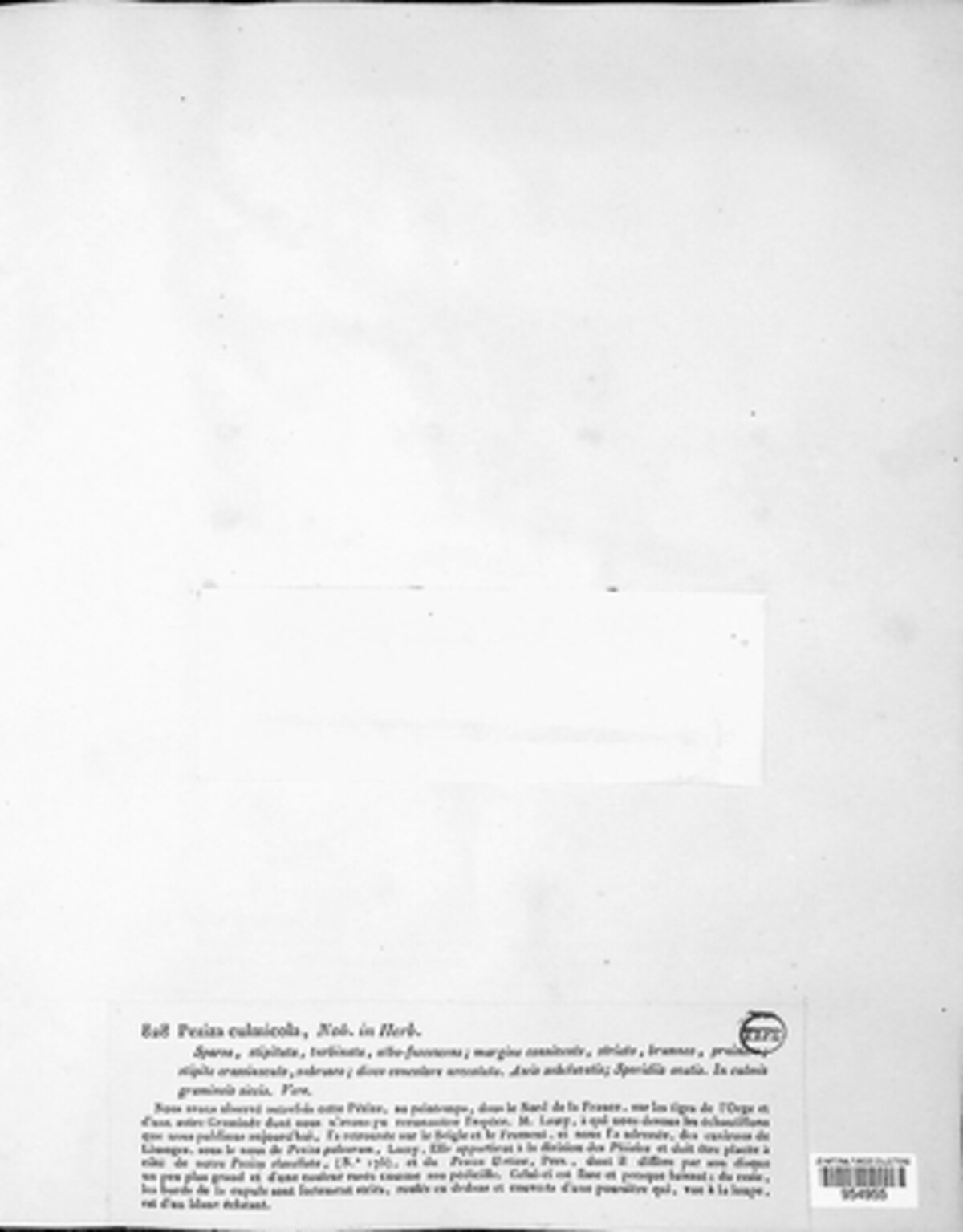 Crocicreas culmicola image